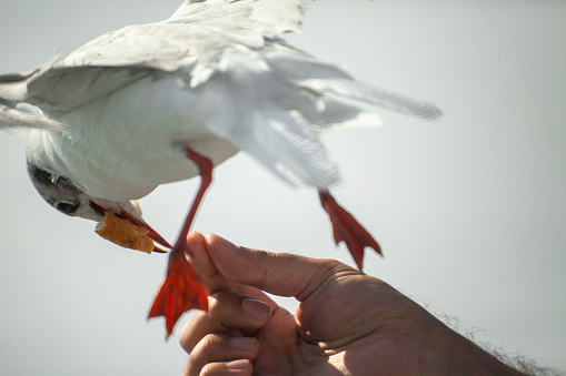 View of a human hand feeding the seagull.