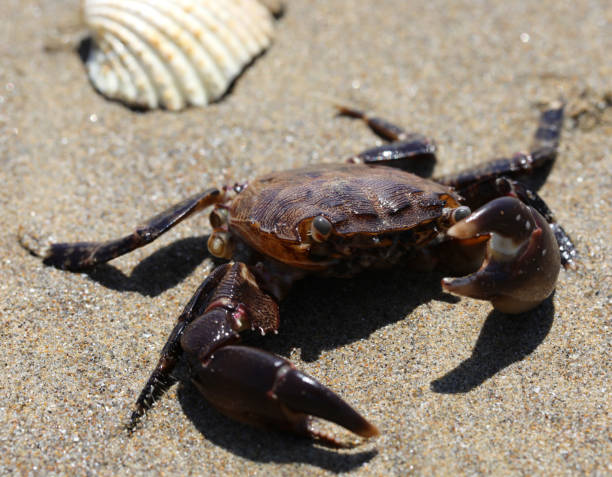 istock crab with powerful claws on the seashore 1423432777