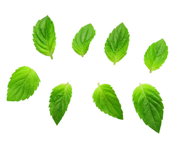 istock Mint leaves isolated on white. Mint Clipping Path. 1423433706