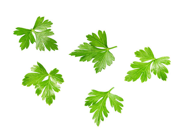 Fresh parsley isolated on white background. full depth of field stock photo
