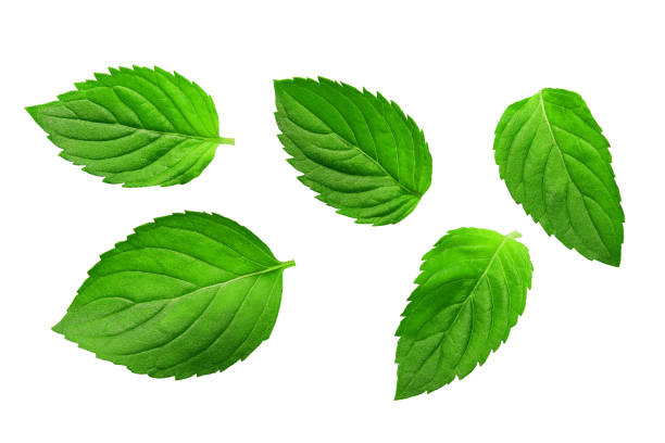 istock Fresh greent leaves isolated on the white background. Mint, peppermint close-up. 1423433792