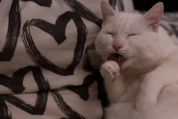 istock Purity. Neatness. Cleanliness. The white cat washes his face. 1423435344