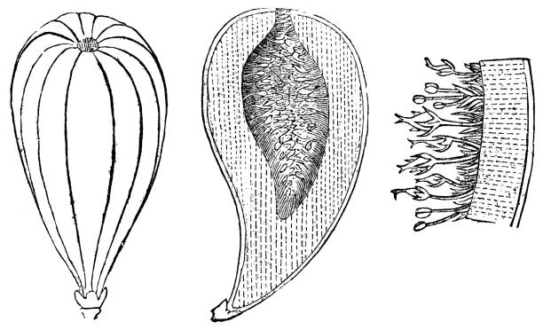 istock Fig Tree (Ficus) Syconium Inflorescence Fruit, Cross Section and Magnification - 19th Century 1423436380