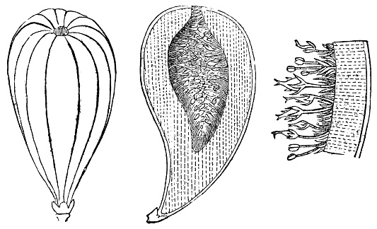 Syconium Inflorescence Examples Fig Tree Syconium Inflorescence Fruit Cross Section And Magnification ...