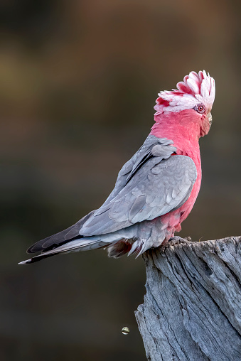 Corellas sit high on the branches of a dead tree