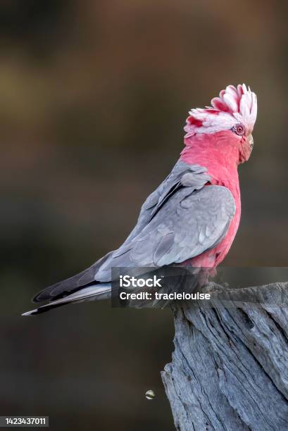 Juvenile Galah Stock Photo - Download Image Now - Cockatoo, Pink Color, Silver Colored