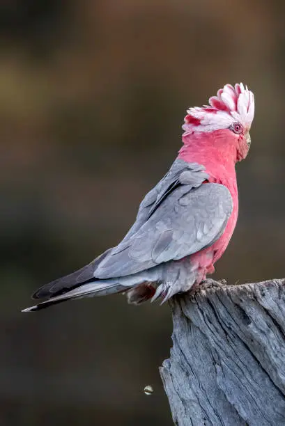 Young Australian galah perched on a stump