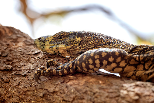 Goanna crawling up a tree in the rainforest in Queensland