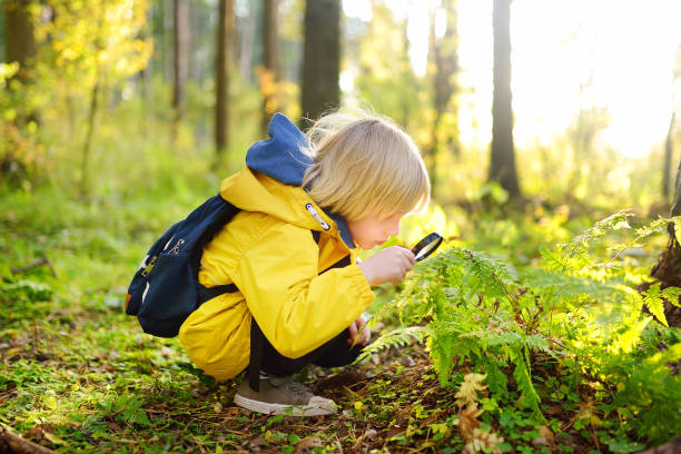 preschooler boy is exploring nature with magnifying glass. little child is looking on leaf of fern with magnifier. summer vacation for inquisitive kids in forest. hiking. boy-scout - searching child curiosity discovery imagens e fotografias de stock