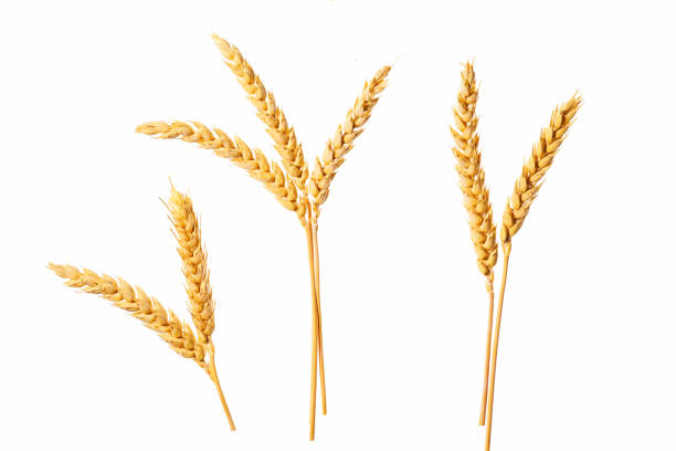 organic grain,gluten free,ears of wheat  isolated on a white backgroundRipe ears of wheat isolated on white background