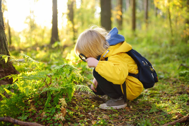 Preschooler boy is exploring nature with magnifying glass. Little child is looking on leaf of fern with magnifier. Vacation for inquisitive kids in forest. Hiking. Boy-scout stock photo