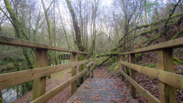 istock wooden walkway next to the river 1423439020