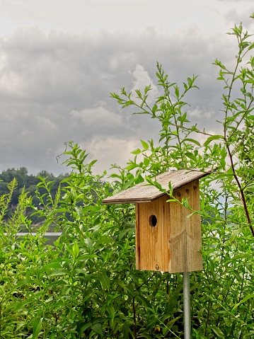 Rustic birdhouse stands in greenery around Lake Junaluska, North Carolina. Overgrown vegetation surround bird home.