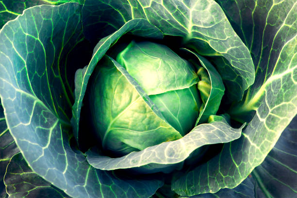 istock Fresh, white cabbage growing in a vegetable garden on a farm. 1423441377
