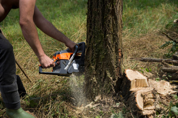 Lumberjack cutting acacia tree in the forest with a chainsaw stock photo