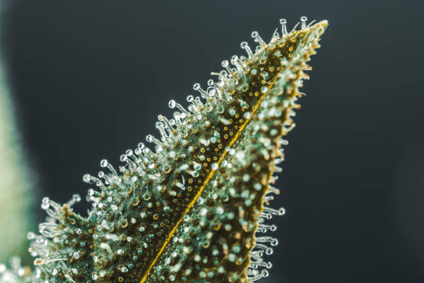 Pistils Calyx  and Trichomes on Cannabis flowers and leafs in macro view. Pictures of very close up view on marijuana plant. pistil stock pictures, royalty-free photos & images