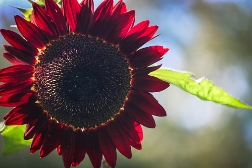 Red sunflower with green leaves and colored background