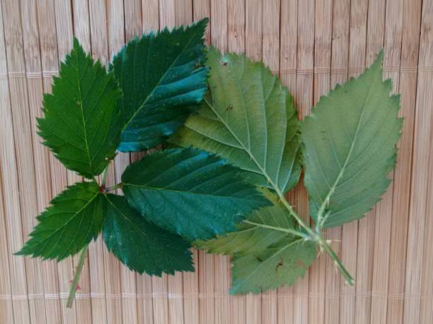 Rubus fruticosus, also called blackberry, black mulberry, shrubby blackberry, broad-leaf bramble, european blackberry, wild blackberry complex, raspberry, black heg, malayan bramble, akar kupur, duri berumbet, tempu rengat or amora, a specie of flowering plants in the family Moraceae. la hoja de la planta de morera negra (rubus fruticosus), con folíolos de 5, dentadas, y con espinas en la parte inferior de la costilla media, sobre un fondo de madera. los lados superiores o cara adaxial (adet), y los lados inferiores o cara abaxial (abe