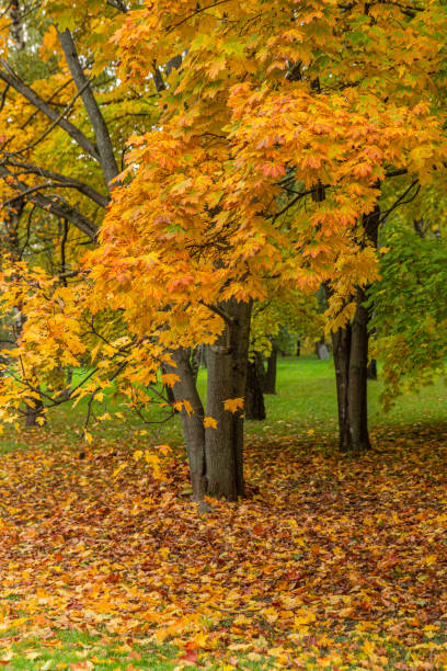 istock Beautiful maple trees in the park in autumn 1423447251