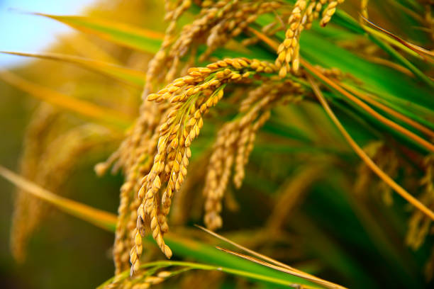 istock Mature rice farm in the country 1423450666