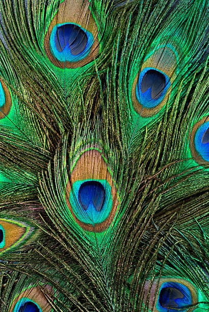 istock feather of a peacock 142345091