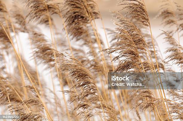 共通リードphragmites - かすみのストックフォトや画像を多数ご用意 - かすみ, かやぶき屋根, イグサ