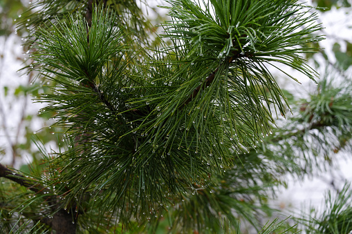 Branches of Siberian cedar covered with morning dew droplets on the tips of needles. Selective focus.