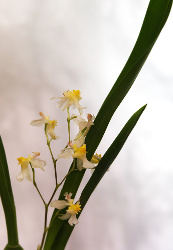 Oncidium twinkle with cream flowers, selective focus, vertical orientation.