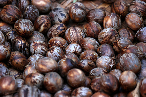 large group of Biji karet or Hevea brasiliensis or rubber tree seeds
