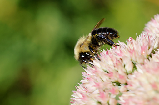 A bumblebee is collecting pollen on a dandelion