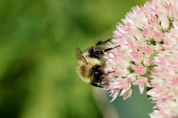Bumblebee isolated on white background