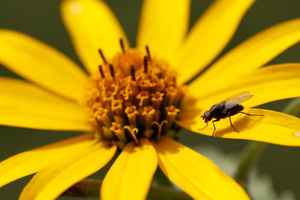 House fly on flower