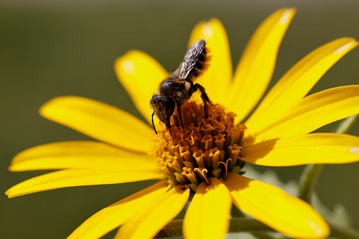 Bumble bee gathering pollen off flower