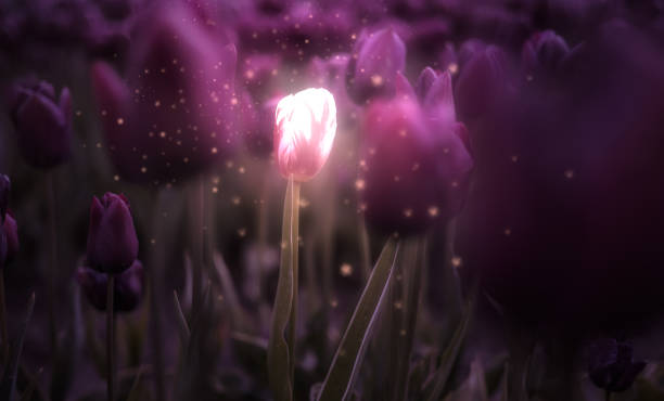 campo di fiori di tulipani. chiudi lo sfondo della natura. magic glow art render - romanticismo concetto foto e immagini stock