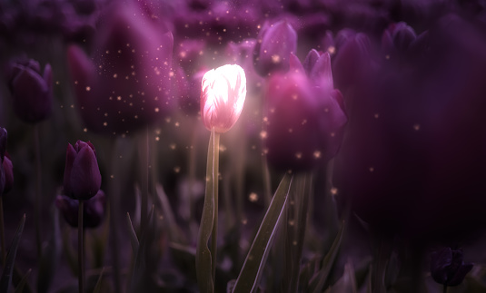 Tulip Flower Field. Close Up Nature Background. Spring Season. Magic Glow Art Render