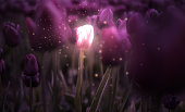 Tulip Flower Field. Close Up Nature Background. Magic Glow Art Render