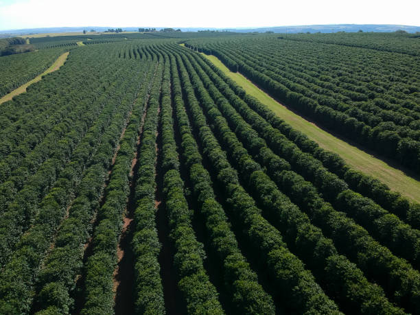 istock Aerial drone view of a green coffee field 1423471643