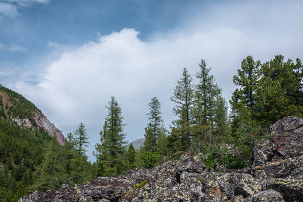 istock Atmospheric mountain forest landscape with coniferous trees in sunlight on stony hill under blue cloudy sky in changeable weather. Dramatic mountain scenery with coniferous forest under big cloud. 1423472822