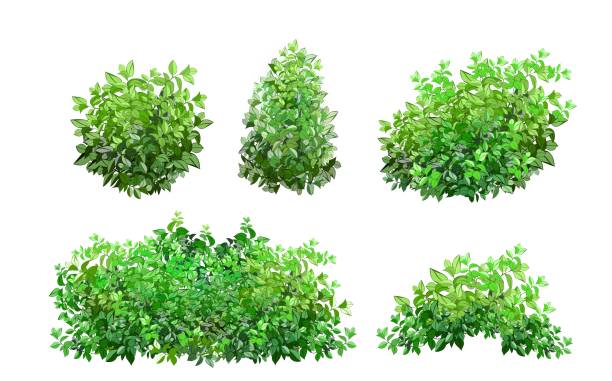 Web Set of ornamental green plant in the form of a hedge.Realistic garden shrub, seasonal bush, boxwood, tree crown bush foliage.For decorate of a park, a garden or a green fence. bush stock illustrations