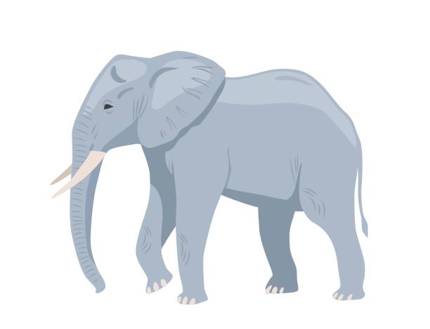 Gray african elephant concept Gray african elephant. Large walking exotic animal with tusks and trunk. Heavy mammal jungle dweller. Design element for sticker or social media. Cartoon flat vector illustration on white background elephant vector illustration stock illustrations