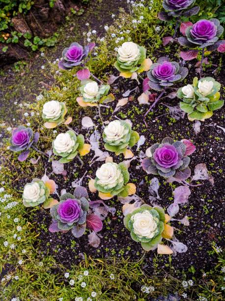 enten-kale - flower cabbage kale edible flower stock-fotos und bilder