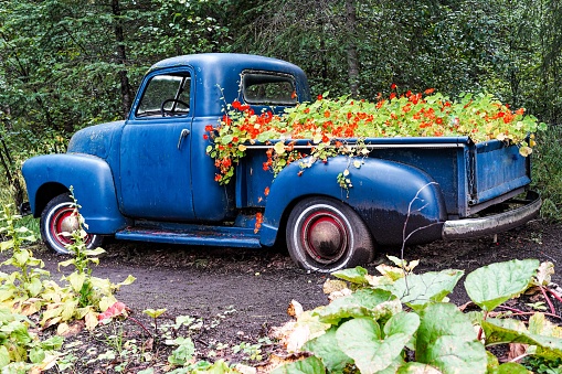 Garden decoration of viny nasturtium plants grow in the bed of a vintage pick-up truck in Alaska, USA.