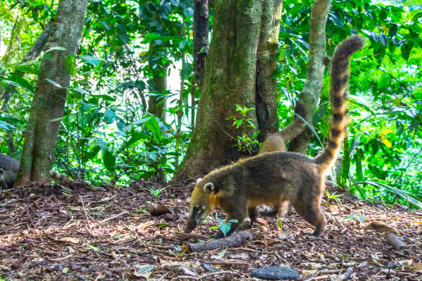 istock Coati in the park 1423477347