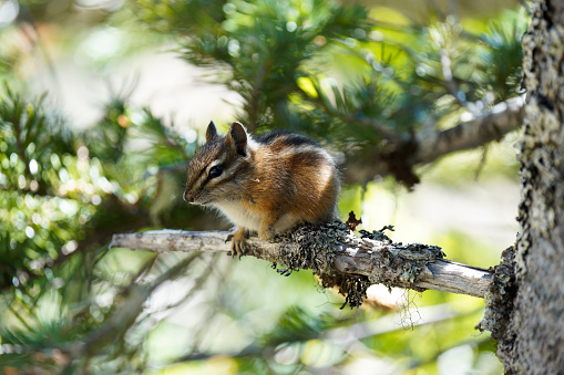 Chipmunk posing on a tree branch