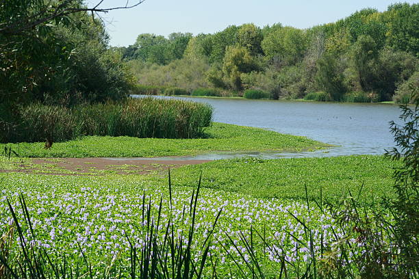 stonelakeswildliferefuge - flyway stock-fotos und bilder