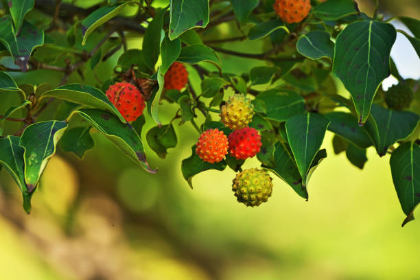 istock Fruit of the dogwood 1423483799