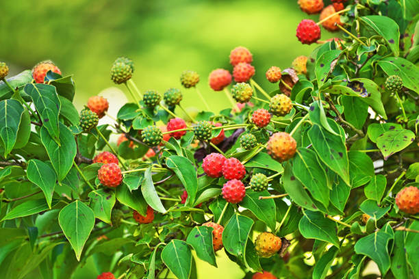 istock Fruit of the dogwood 1423483859