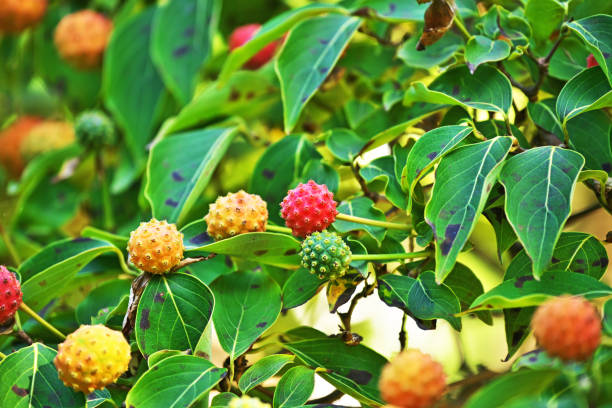 istock Fruit of the dogwood 1423483965