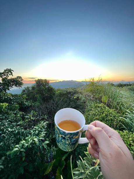 istock Drinking tea above subtropical forest POV 1423484052