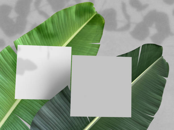 istock Business card mockup template with with natural leaves and shoadow. Mock-up design for presentation branding, corporate identity. 3d Rendering 1423487192